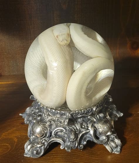 Image result for Ultra Ivory Reticulated Python