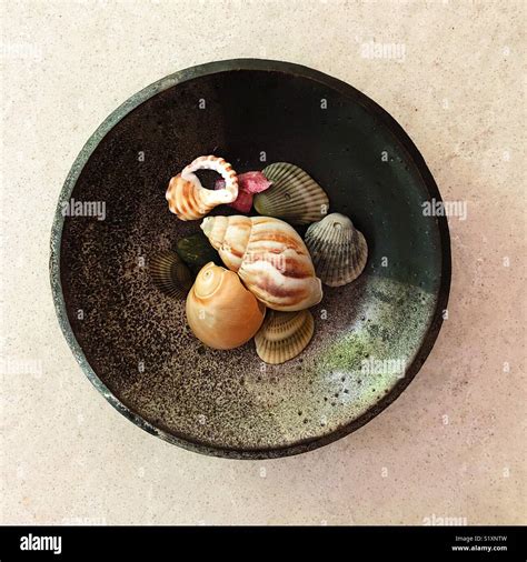 Image result for Seashell Collection