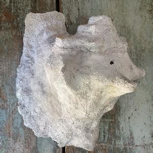 Image result for How to Remove Fossilized White From Conch Shells