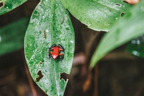 Costa Rica Bugs And Insects: What You Need To Know | Drink Tea & Travel