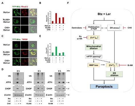 Lercanidipine Synergistically Enhances Bortezomib Cytotoxicity in ...