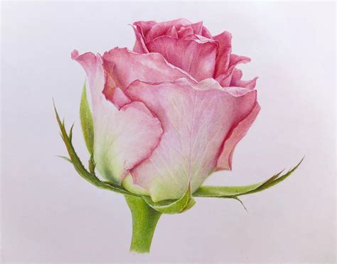 彩铅手绘 的图像结果