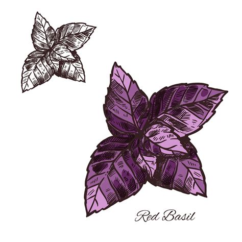 Premium Vector | Basil spice herb plant vector sketch icon