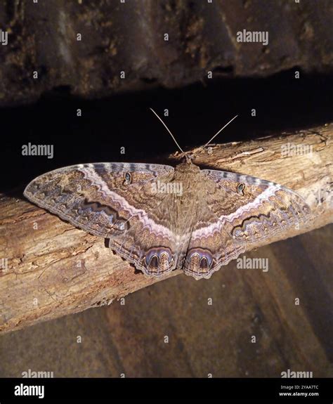 Black Witch (Ascalapha odorata) Insecta Stock Photo - Alamy