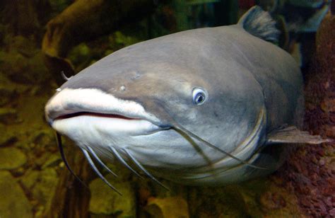 Fish Facts | Missouri Department of Conservation