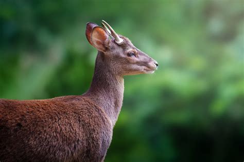 Wild, dangerous & top 10 animals in Bolivia 2026