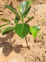 Dwarf baramasi cashew nut plant (Pack of 1) : Amazon.in: Garden & Outdoors