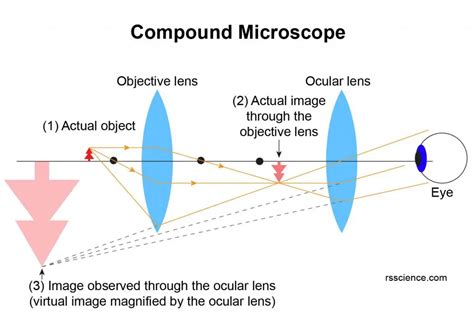 Image result for Using a Microscope