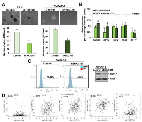 Hexokinase 2 Regulates Ovarian Cancer Cell Migration, Invasion and ...
