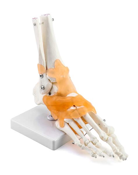 Buy QWORK Human Foot Skeleton Model, Life-Size Human Foot and Ankle Model with Ligaments ...