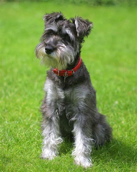 Miniature Schnauzer Cut