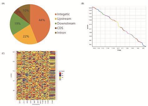 Mapping and Detection of Genes Related to Trichome Development in Black ...