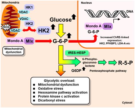 Hexokinase-2-Linked Glycolytic Overload and Unscheduled Glycolysis ...