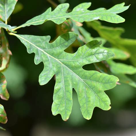 Quercus Alba Leaf Quercus Alba (eastern White Oak): Go Botany