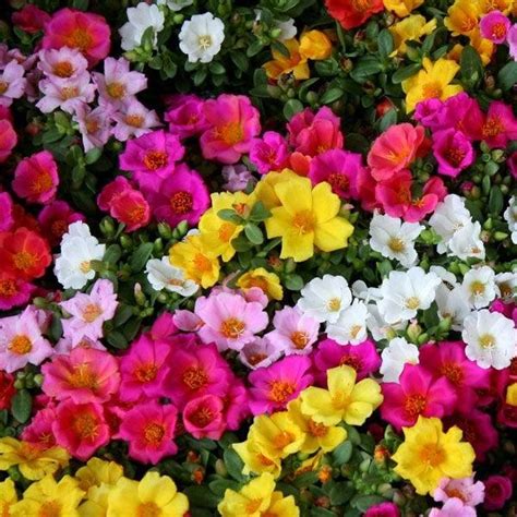 Portulaca oleracea And Portulaca grandiflora 5 Random Mix Color Plants ...