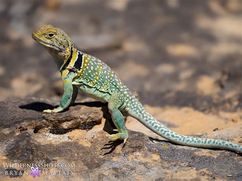 Rezultat imagine pentru Collared Lizard
