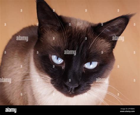 siamese cat portrait. purebred with blue eyes and seal point fur Stock ...