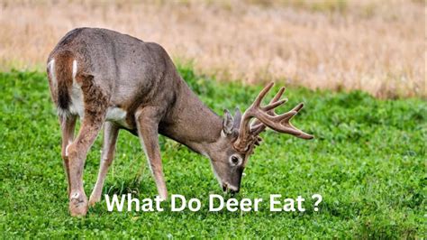What Do Deer Eat? Complete Guide to Deer Diet, Foods, and Seasonal Feeding Habits