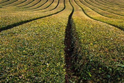 Tea Plantations Japan 的图像结果