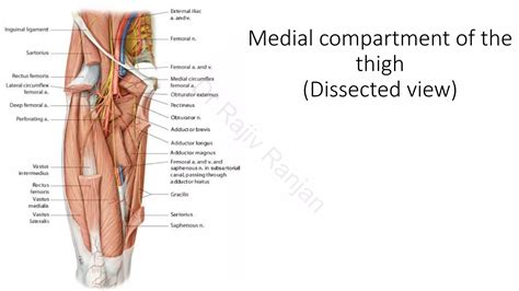Medial compartment of thigh | PDF