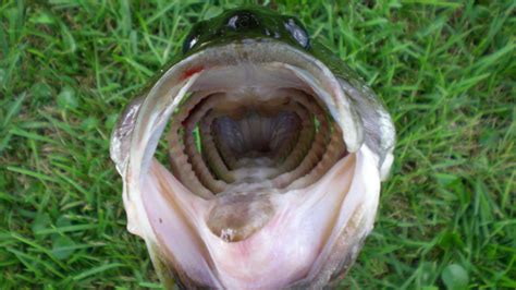 Largemouth Bass Teeth