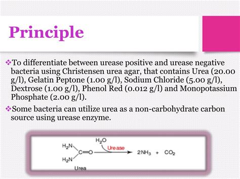 Image result for Urease Pronounce