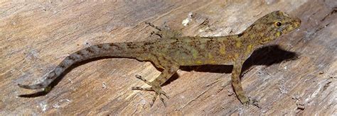 All About Slugs, Geckos And Snakes With Varad Giri