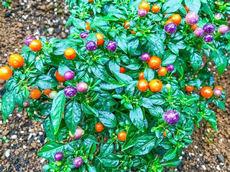What Flowers To Plant With Peppers at Cecil Messer blog