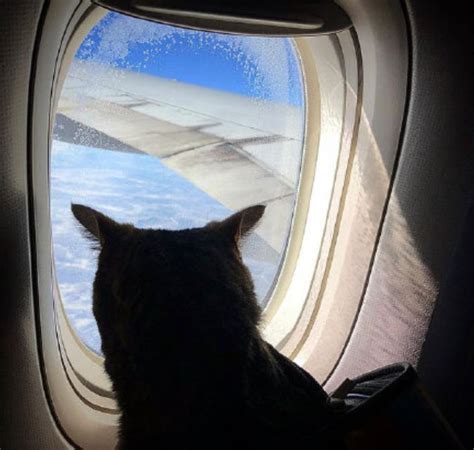 为了把胖猫带上飞机，主人想了个奇葩操作…结果事情闹大了！_维克托