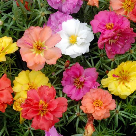 Double Flowered Portulaca Moss Rose Mix (Portulaca grandiflora) Annual ...