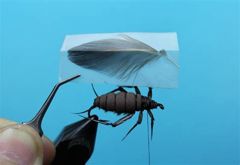 Cockroach Fly Tutorial 的图像结果