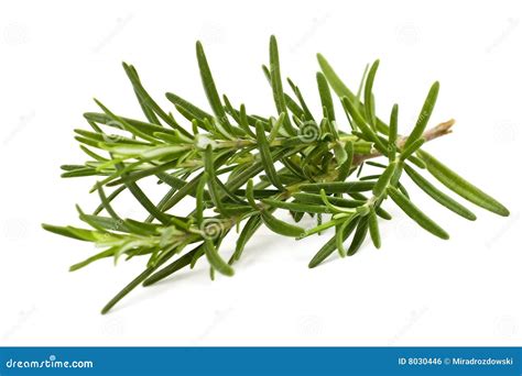 Fresh Rosemary En Espanol at Odessa Anderson blog