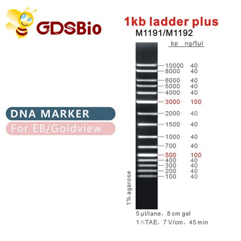 1kb DNA Ladder Plus, Marker, OEM - Ladder and Electrophoresis