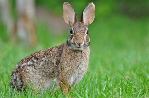 Rabbit Hunting 101: Where They Hide and How to Hunt Them | HuntWise