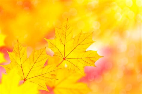 Autumn landscape with bright colorful foliage indian summer | Premium Photo
