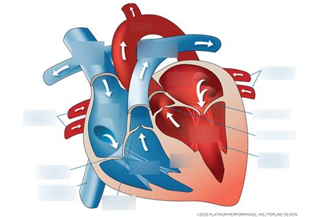 Cardiology 的图像结果