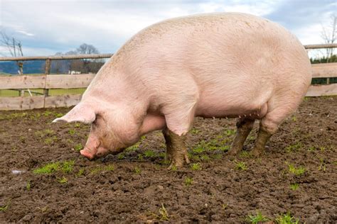 Difference between a Landrace and Large White Pig - Pig Farming in ...