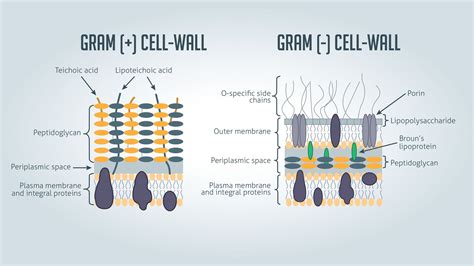 Gram Positive vs Gram Negative | Cell wall, Plasma membrane, Notes online