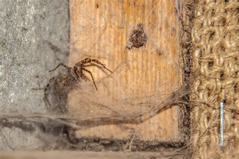 Spider Web Removal 的图像结果