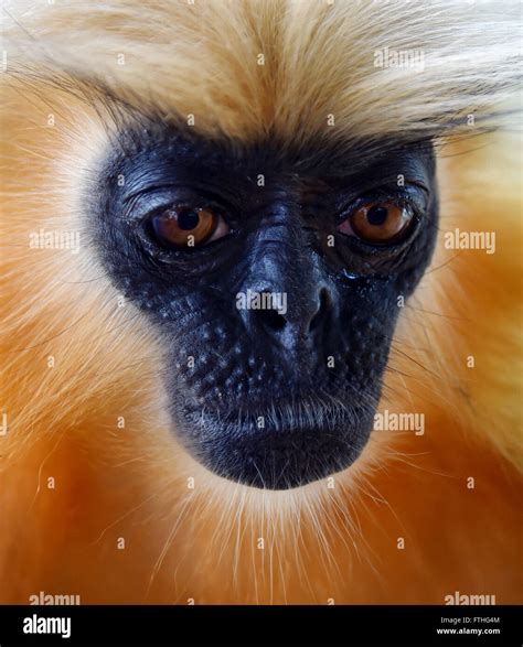 Gees golden langur golden monkey hi-res stock photography and images ...