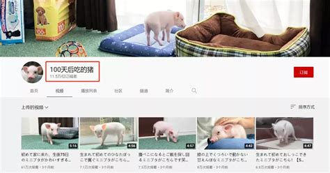 日本网友直播养宠物猪100天后，把猪做成烤乳猪吃掉了...网友们崩溃：真·杀猪盘！ - 知乎