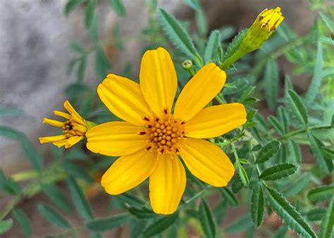 Copper Canyon Daisy - Native Gardeners