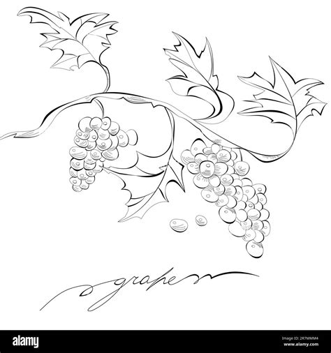 Sketch of grapes, Monochrome illustration Stock Vector Image & Art - Alamy