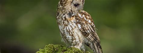 Download wallpaper owl, bird, moss, green background, section animals ...