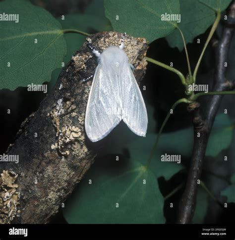 White satin moth hi-res stock photography and images - Alamy