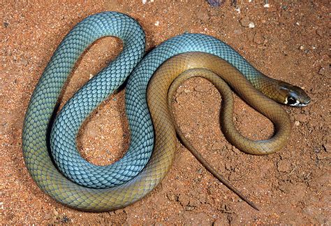 Image result for Australian Python Snake