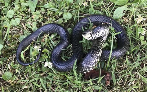 Eastern Black Kingsnake : r/herpetology