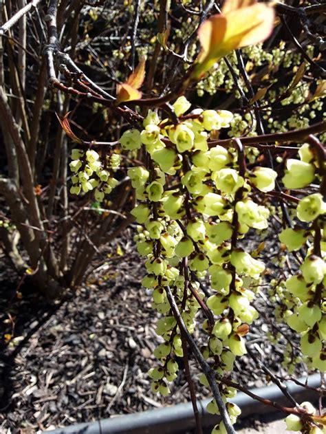 Callicarpa bodinieri var. giraldii 'Profusion' - beautyberry 'Profusion ...