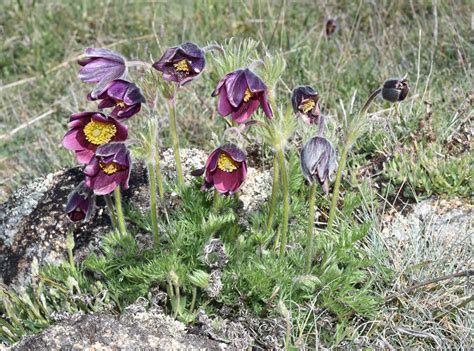 Pulsatilla rubra (Lam.) Delarbre | Plants of the World Online | Kew Science