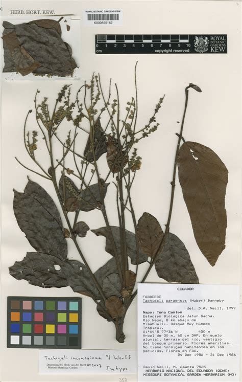 Tachigali inconspicua van der Werff | Plants of the World Online | Kew ...
